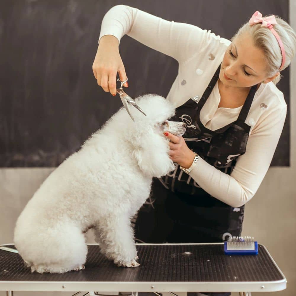 Hundefriseur